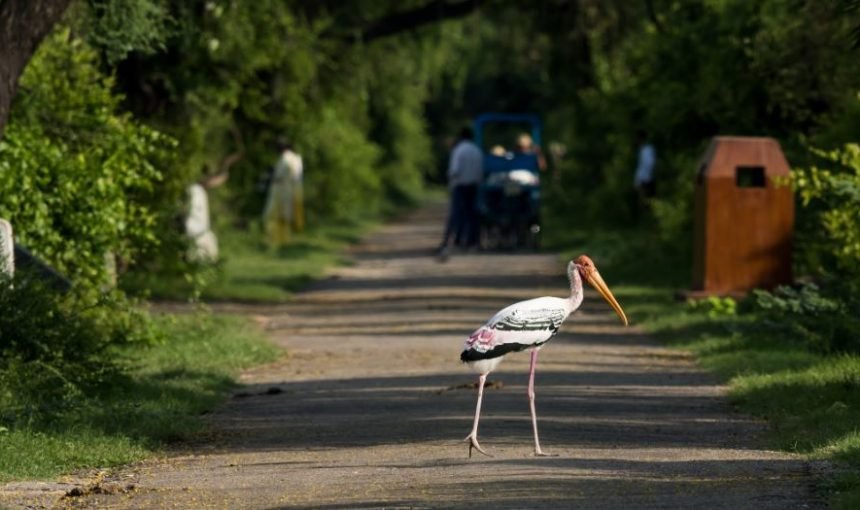 Jaipur to Bharatpur Bird Sanctuary: Distance, Route & Complete Travel Guide