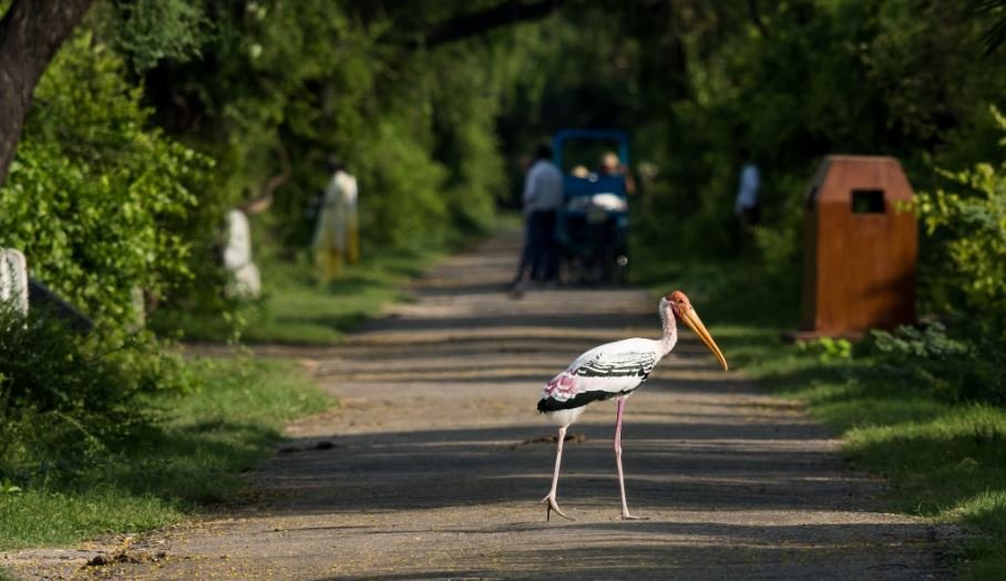 bharatpur bird sanctuary